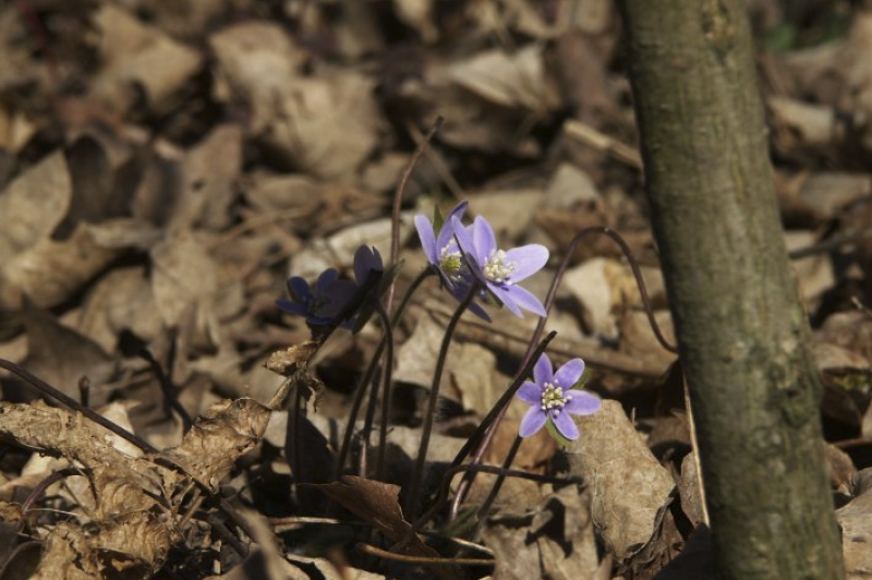 First two wildflowers of this Spring 2009