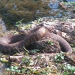 Good sized Northern Water Snake this May 2008