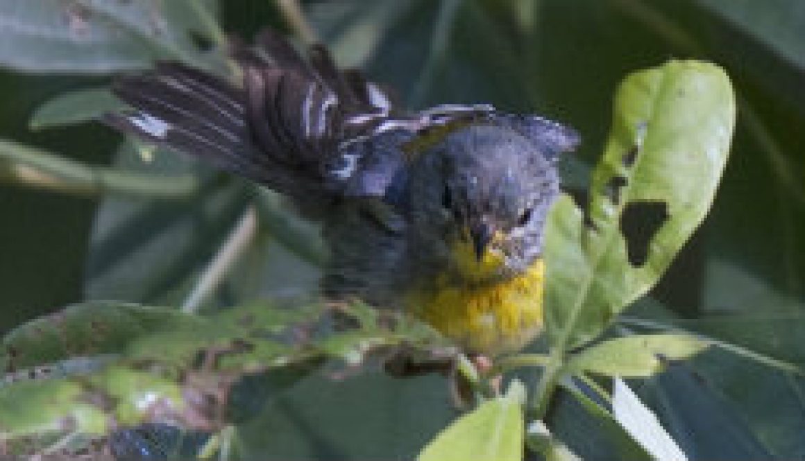 Hot Days -- Ozark Birds bathing featured