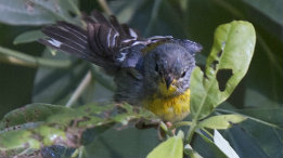 Hot Days -- Ozark Birds bathing featured