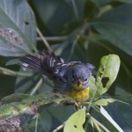 Hot Days -- Ozark Birds bathing