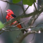 Hot Days -- Ozark Birds bathing