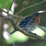 Hot Days -- Ozark Birds bathing