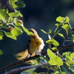 Hot Days -- Ozark Birds bathing