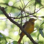 Hot Days -- Ozark Birds bathing