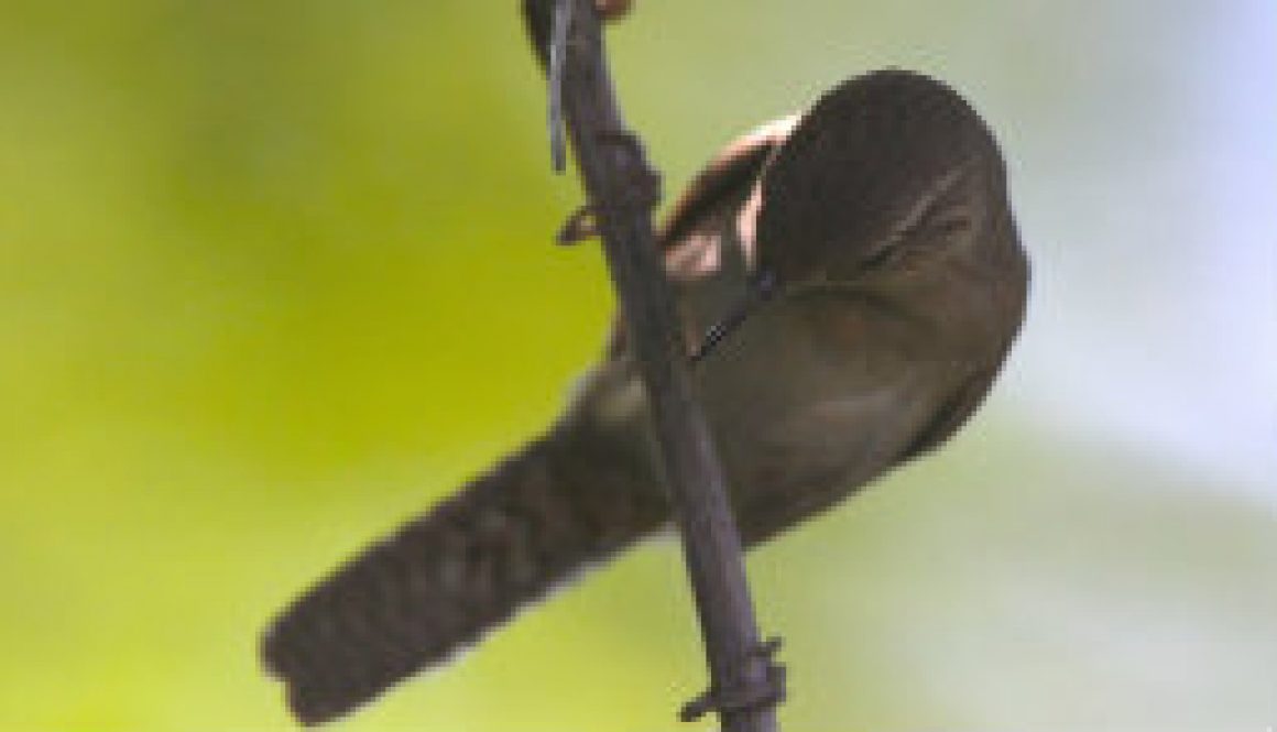 House Wren on a late June afternoon featured