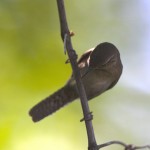 House Wren on a late June afternoon