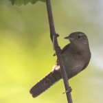 House Wren on a late June afternoon