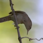 House Wren on a late June afternoon