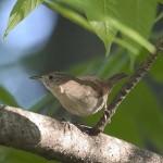 House Wren