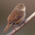 House Wren