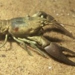 Huge crawfish and dead crawfish claws of 4-1