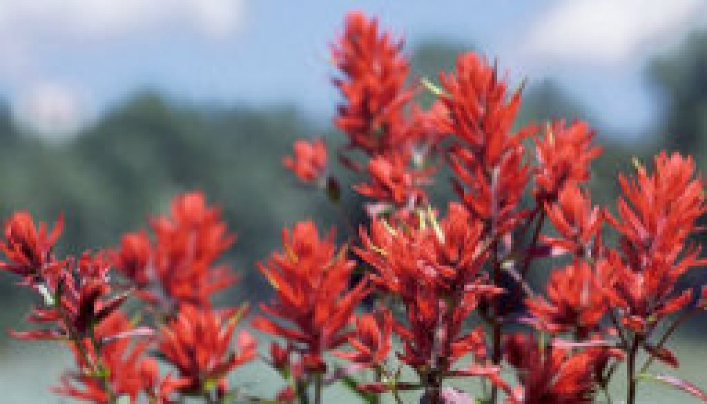 Indian Paintbrush featured