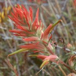 Indian Paintbrush