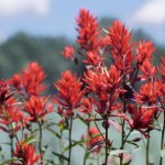 Indian Paintbrush