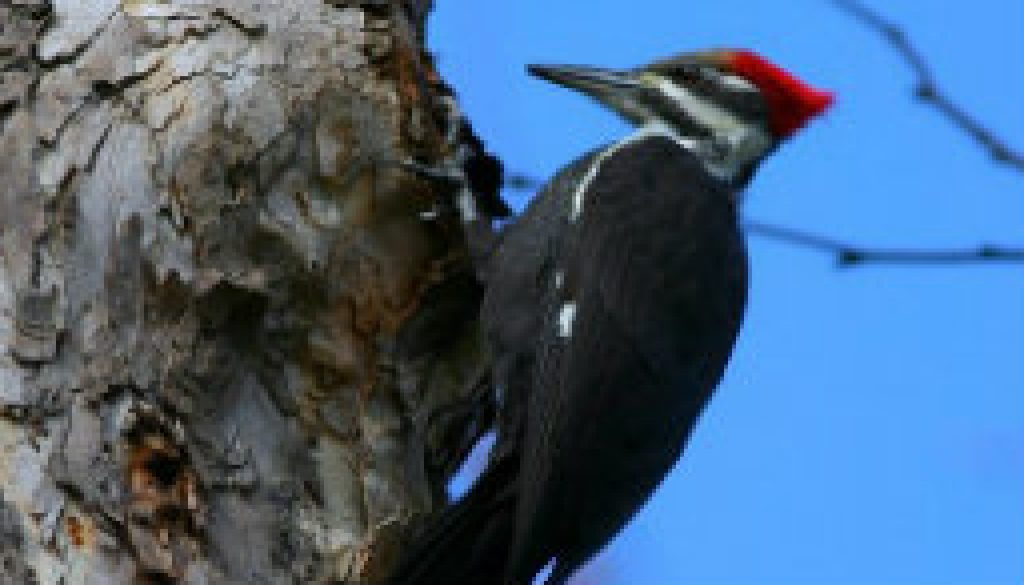 Juvenile Pileated Woodpecker near falls featured