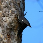 Juvenile Pileated Woodpecker near falls