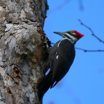 Juvenile Pileated Woodpecker near falls