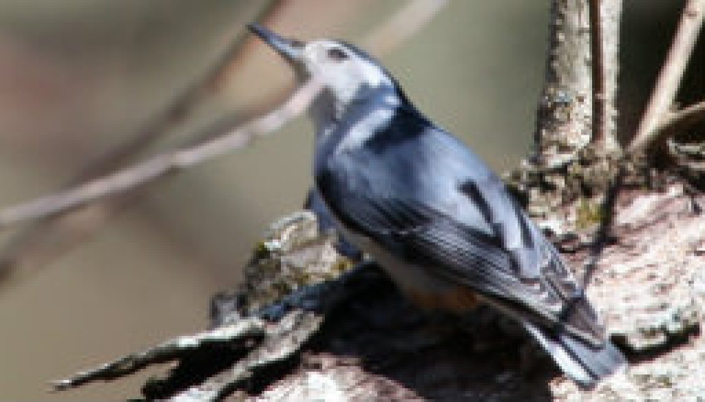 Late spring Nuthatch rooting for grubs featured