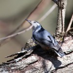 Late spring Nuthatch rooting for grubs