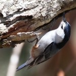 Late spring Nuthatch rooting for grubs