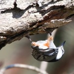 Late spring Nuthatch rooting for grubs