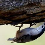 Late spring Nuthatch rooting for grubs