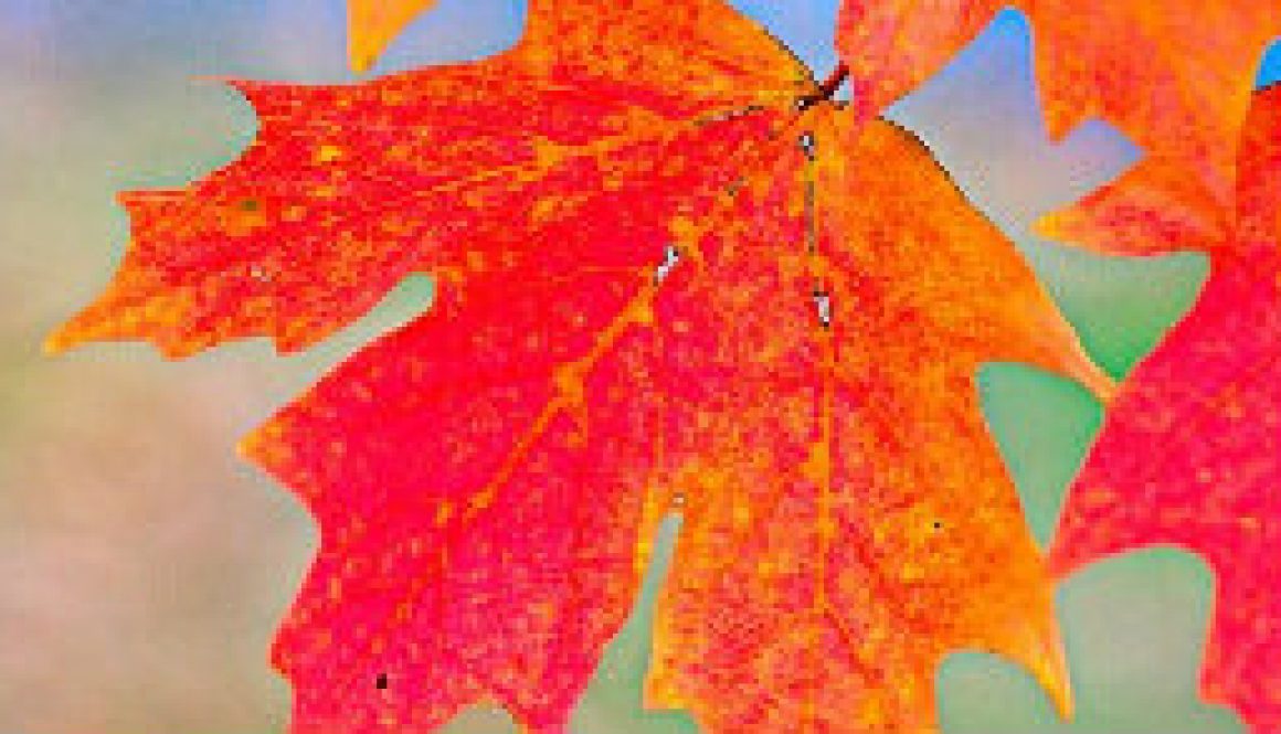 Leaves starting to turn -- Autumn 2008 featured Leaves starting to turn -- Autumn 2008 featured