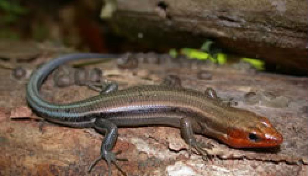 Lizards of the North Fork - Five Lined Skink featured
