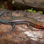 Lizards of the North Fork - Five