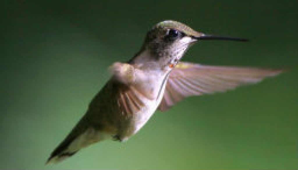 Look I'm getting my red throat feathers featured