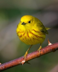 Look for Yellow Warblers