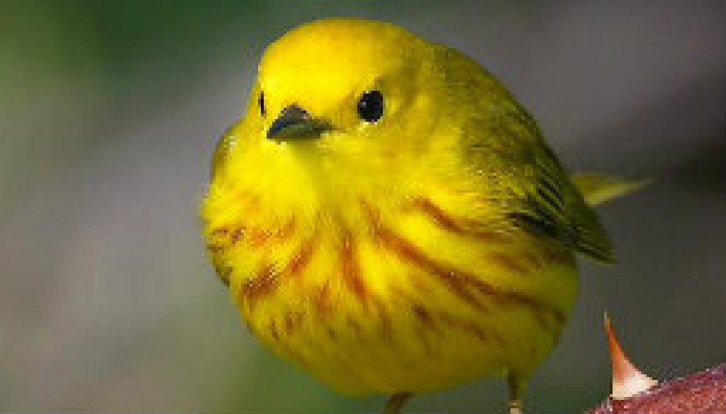 Look for Yellow Warblers featured