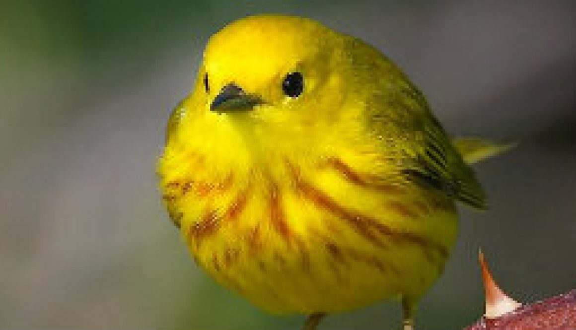 Look for Yellow Warblers featured