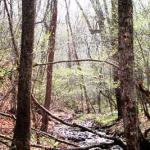 Making Tar at Kiln Hollow on the Bryant Creek