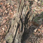 Making Tar at Kiln Hollow on the Bryant Creek