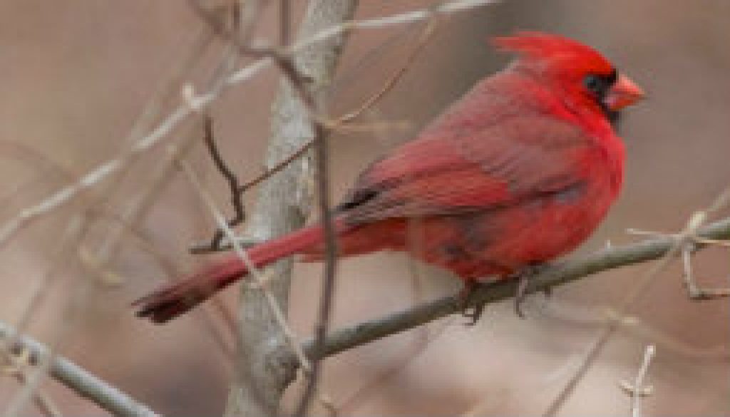 Mating Pair of Northern Cardinals featured