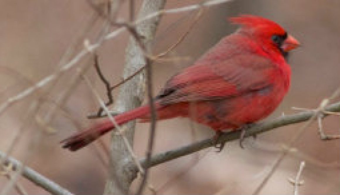 Mating Pair of Northern Cardinals featured