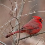 Mating Pair of Northern Cardinals