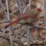Mating Pair of Northern Cardinals