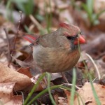 Mating Pair of Northern Cardinals