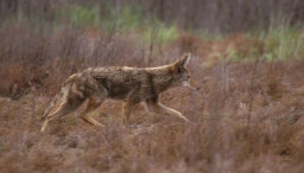 Missouri Coyote