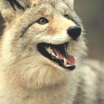 Missouri Coyote