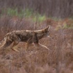 Missouri Coyote