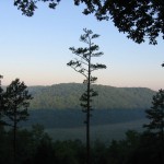 Missouri's Pines - The Shortleaf