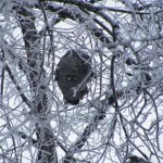 More January Ice Storm photos from Myron