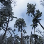 More January Ice Storm photos from Myron