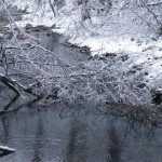 More January Ice Storm photos from Myron