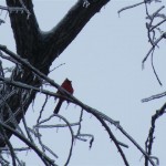 More January Ice Storm photos from Myron