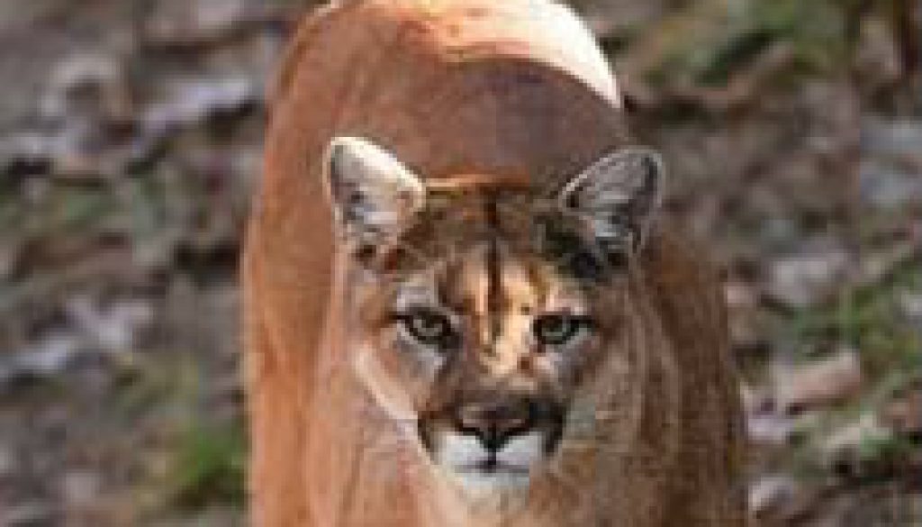 Mountain Lions in Missouri featured